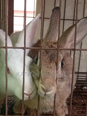 Female Rabbits