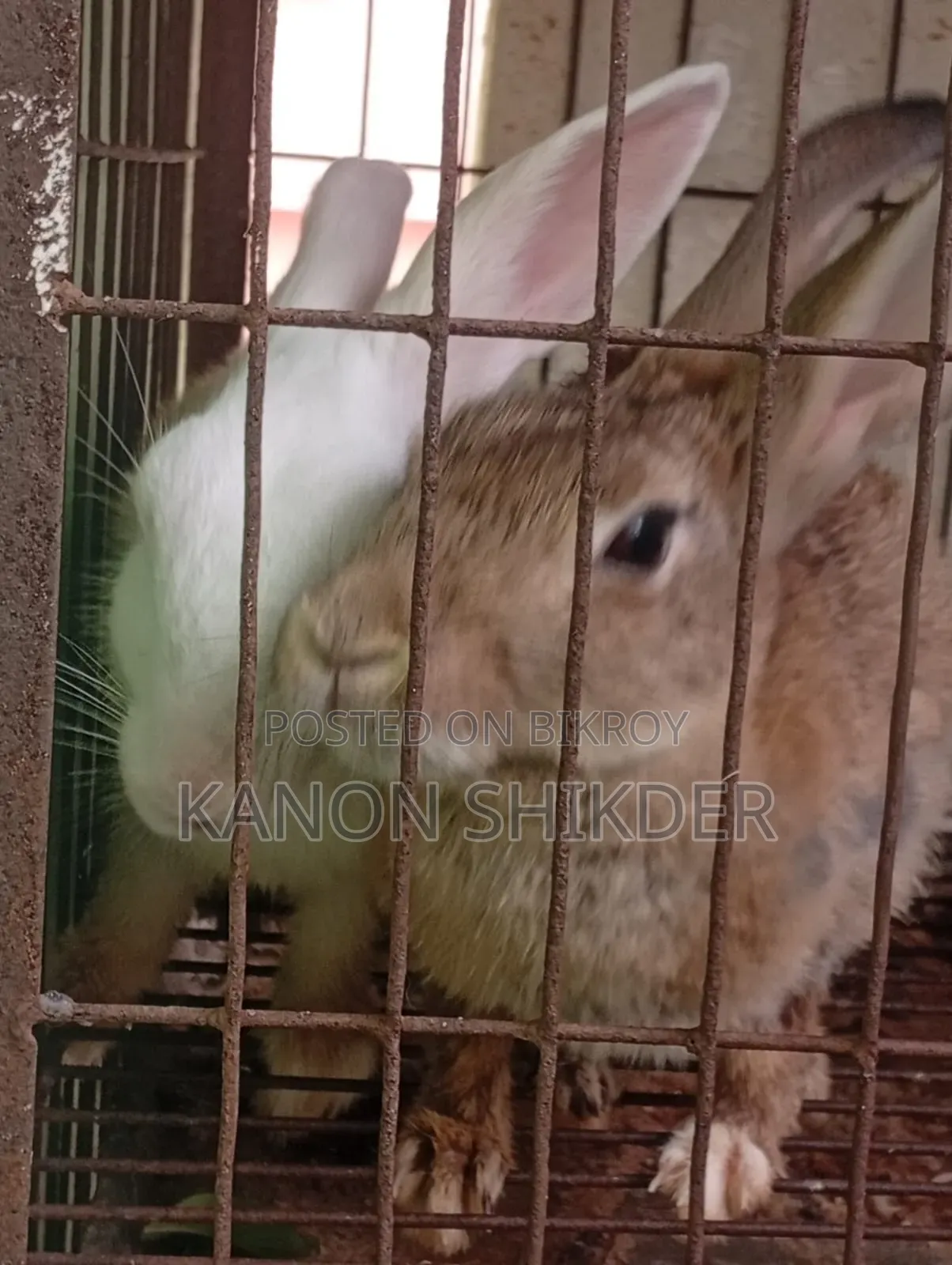 Female Rabbits