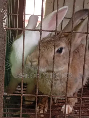 Female Rabbits