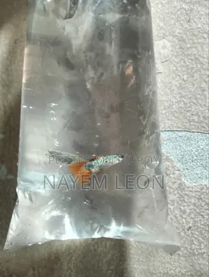 Guppy Fish বিক্রি হবে