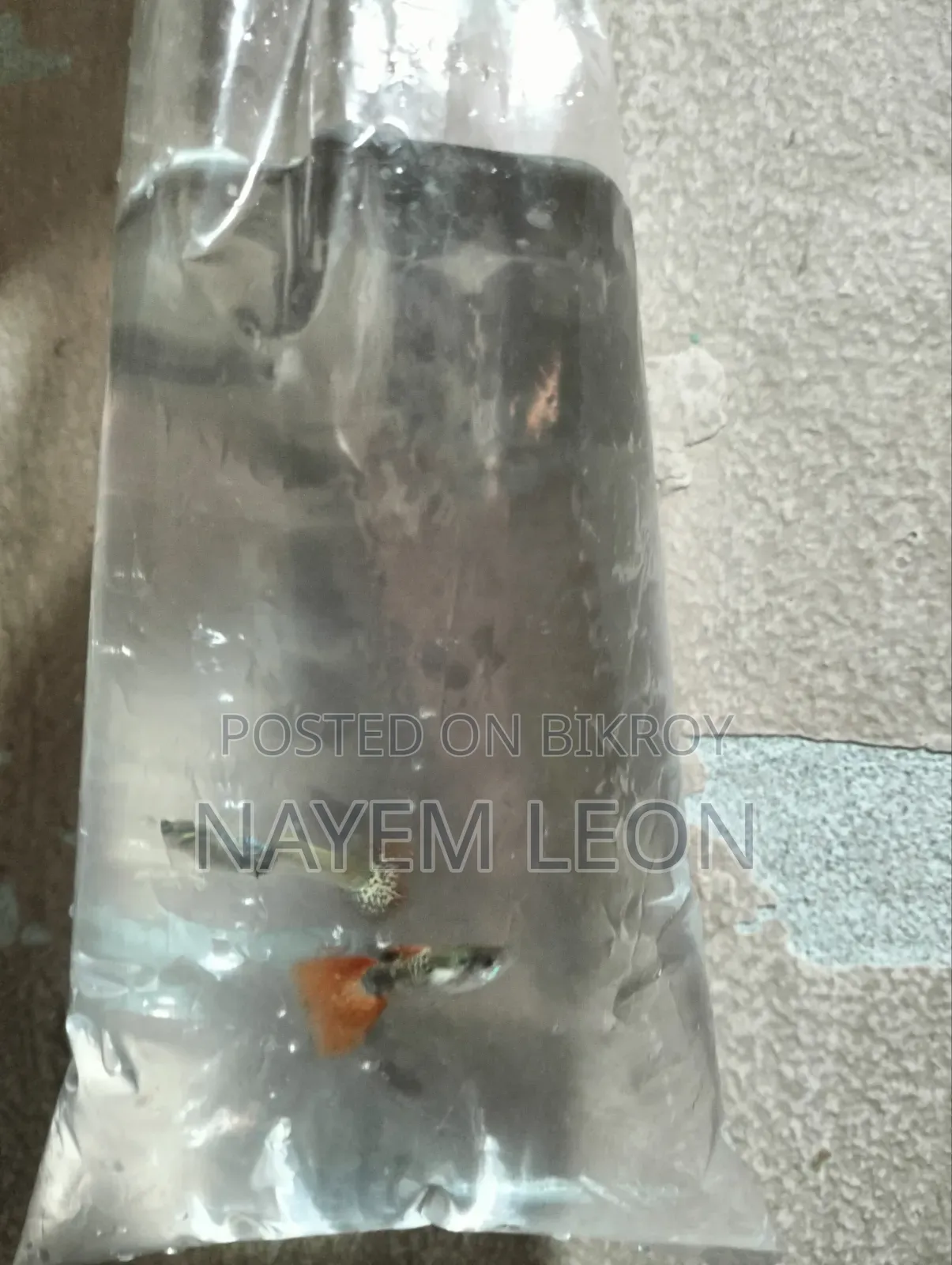 Guppy Fish বিক্রি হবে