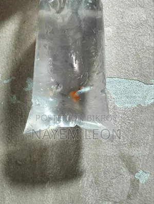 Guppy Fish বিক্রি হবে