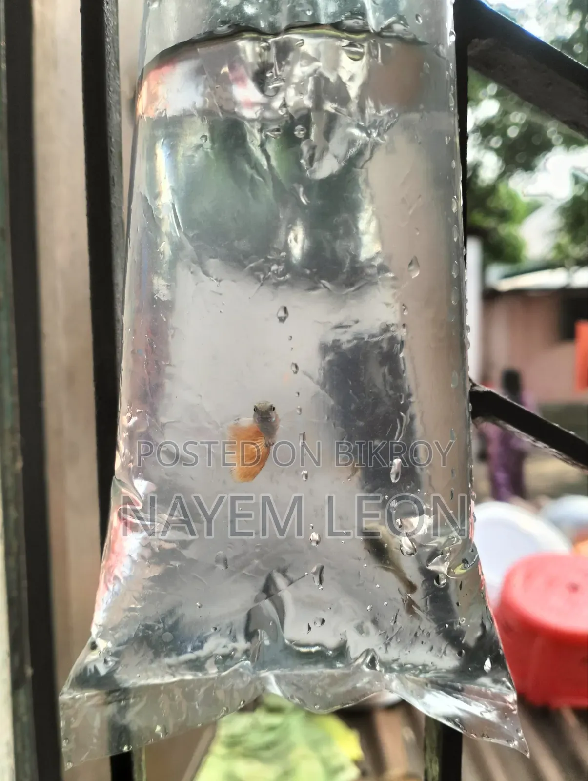 Guppy Fish বিক্রি হবে