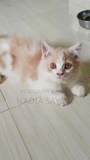 ১-৩ মাস বয়সী ফিমেল পিওর পারসিয়ান