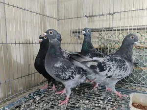 রেসার কবুতর