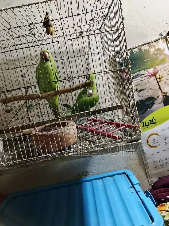 1-Pair Ringneck Parakeet Birds for Sale (Male + Female)