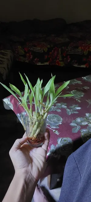 লাকি ব্যাম্বু