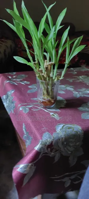 লাকি ব্যাম্বু