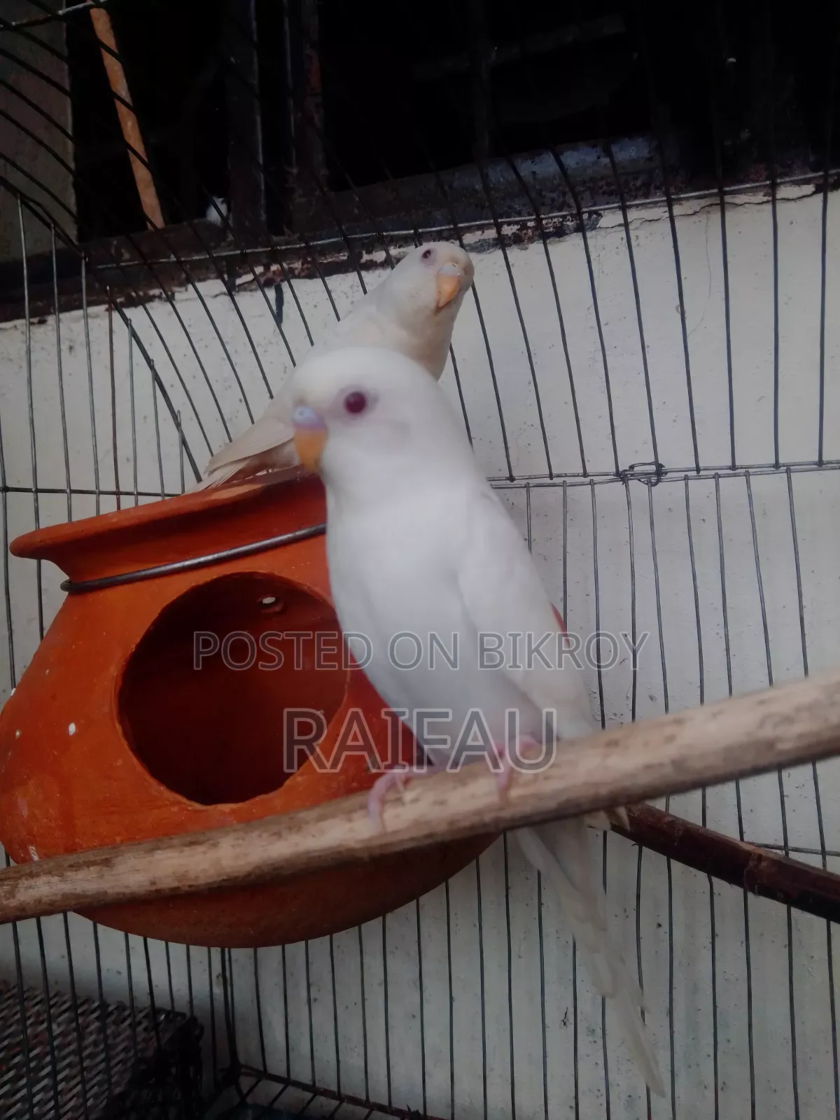 এলবিনো বাজিগর