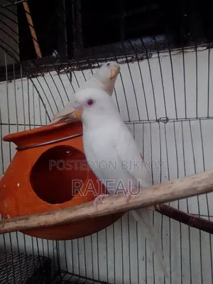 এলবিনো বাজিগর