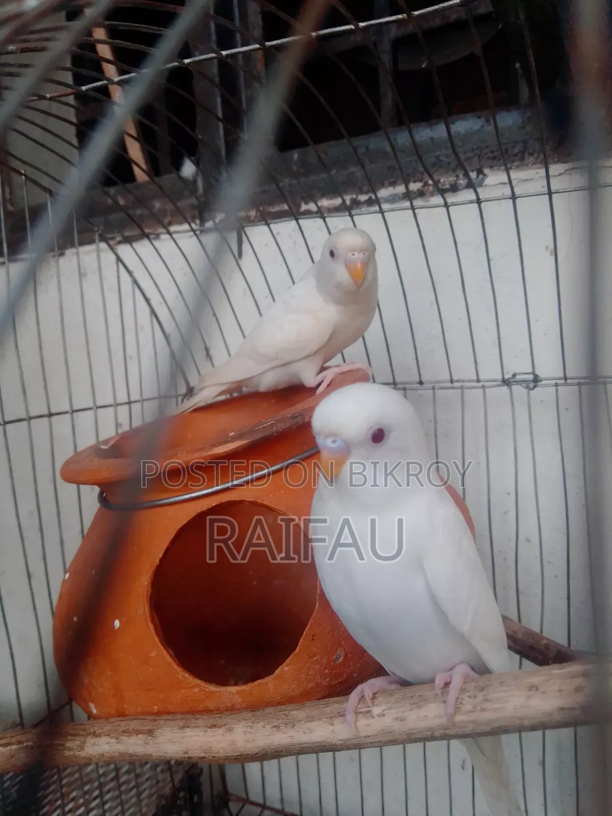 এলবিনো বাজিগর
