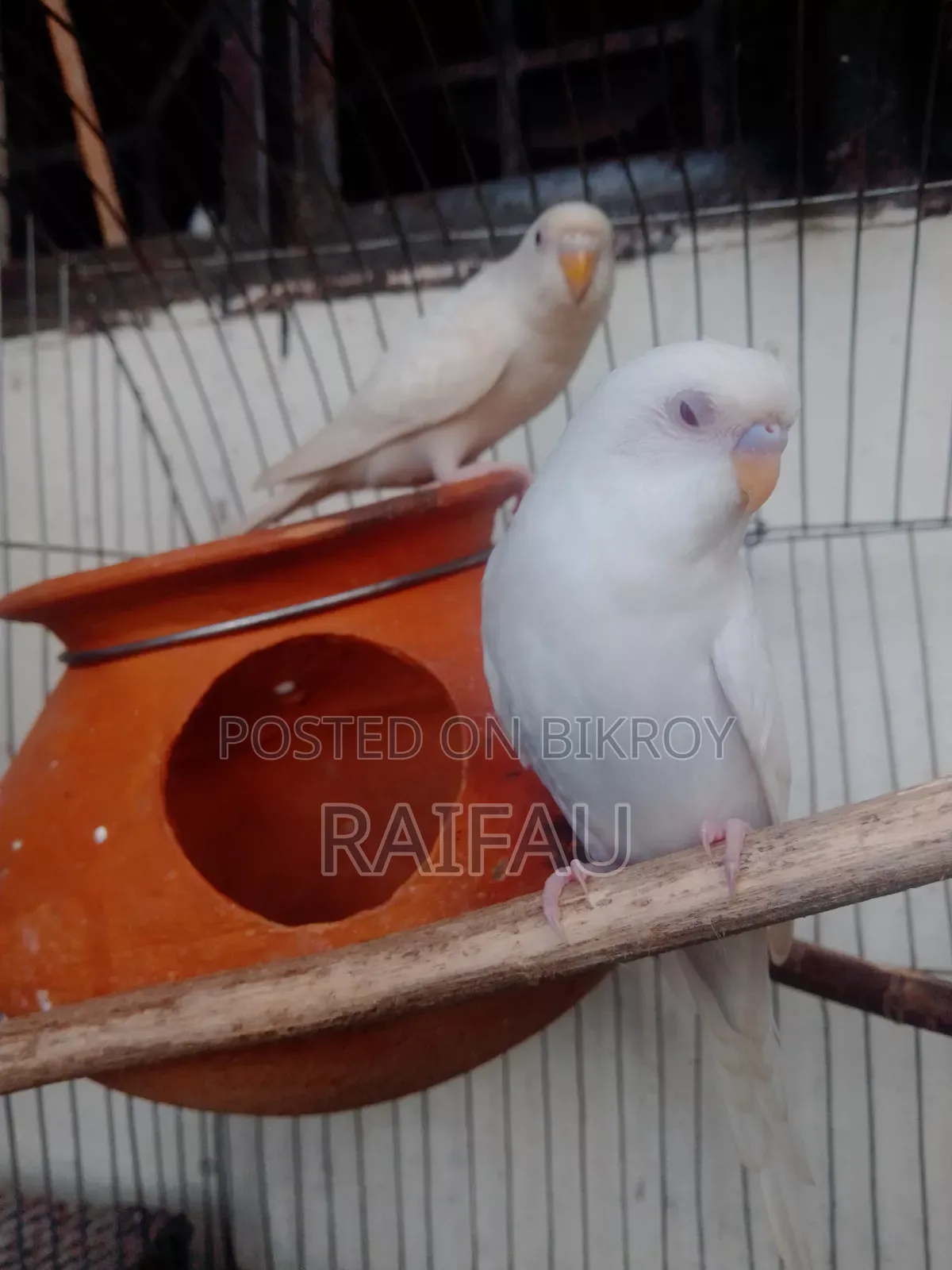 এলবিনো বাজিগর