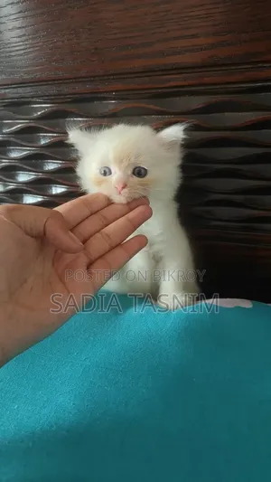 ১-৩ মাসের মেল পিউরব্রেড পার্সিয়ান
