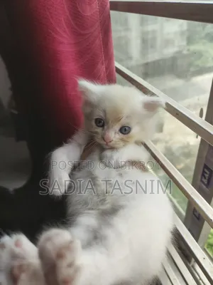 ১-৩ মাসের মেল পিউরব্রেড পার্সিয়ান