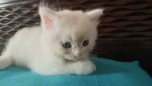 ১-৩ মাসের মেল পিউরব্রেড পার্সিয়ান