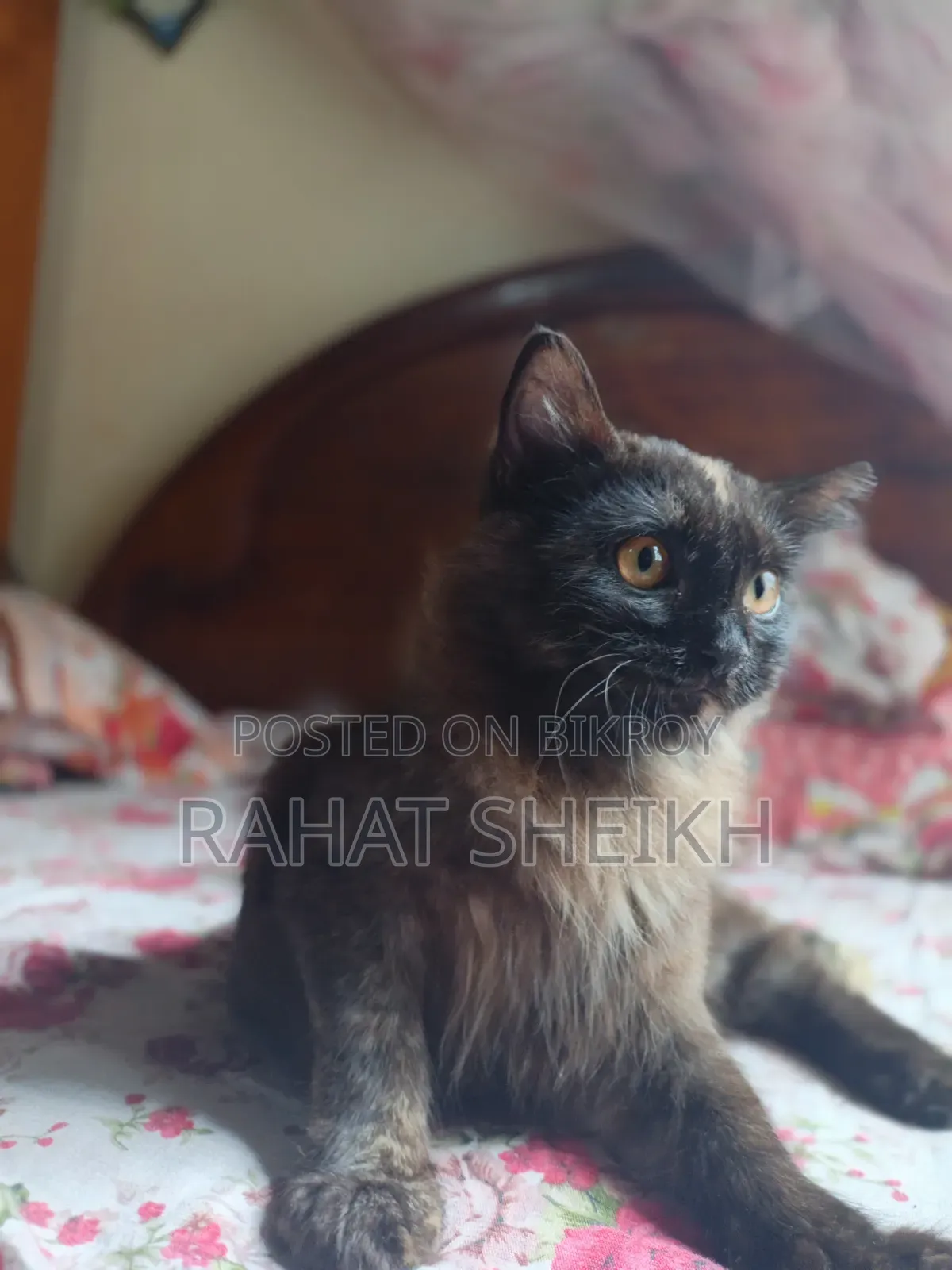 ৬-১২ মাস বয়সী ফিমেল পিওরব্রেড পার্সিয়ান
