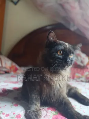৬-১২ মাস বয়সী ফিমেল পিওরব্রেড পার্সিয়ান