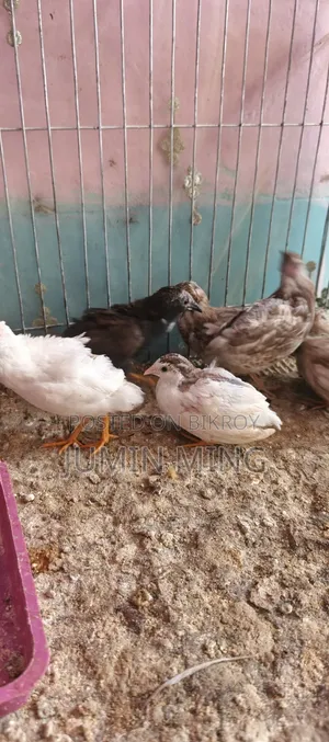 কিং কোয়েল