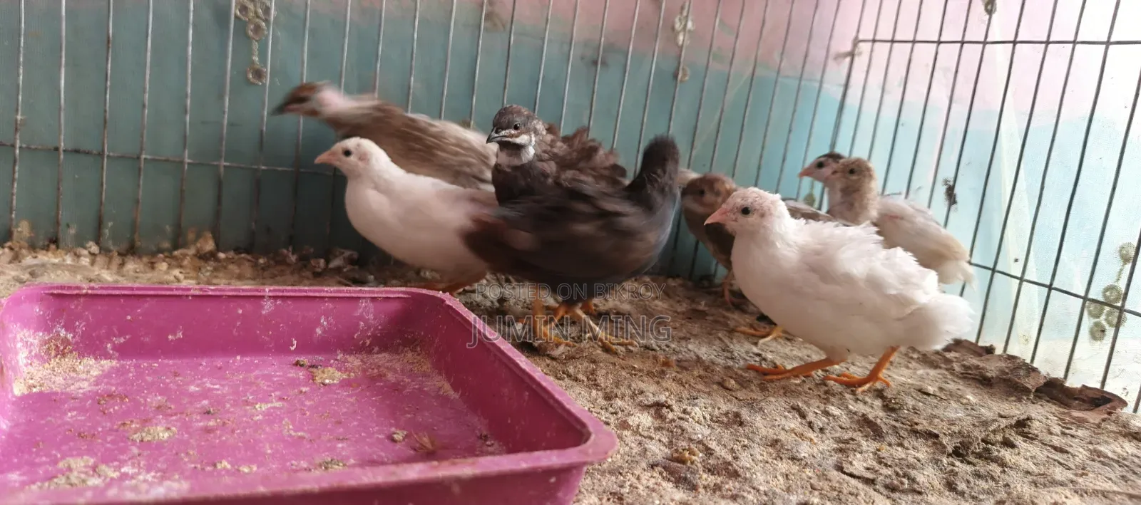 কিং কোয়েল