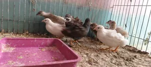 কিং কোয়েল
