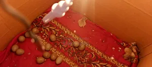 কিং কোয়েল