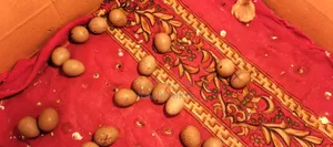 কিং কোয়েল