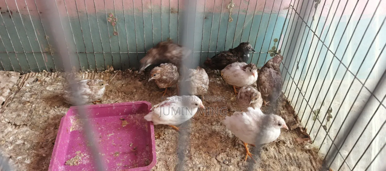 কিং কোয়েল
