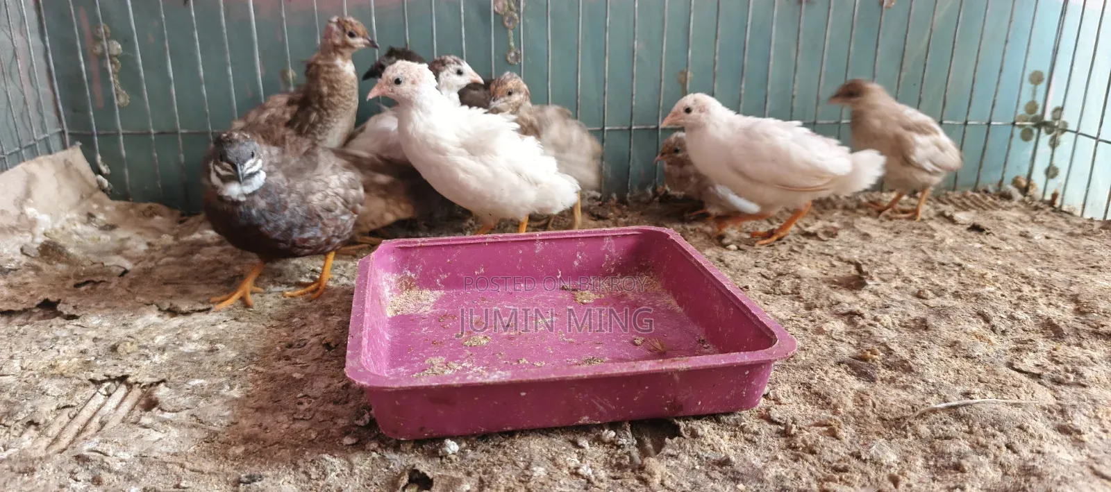 কিং কোয়েল