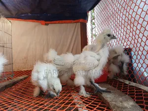 Silky Chicken