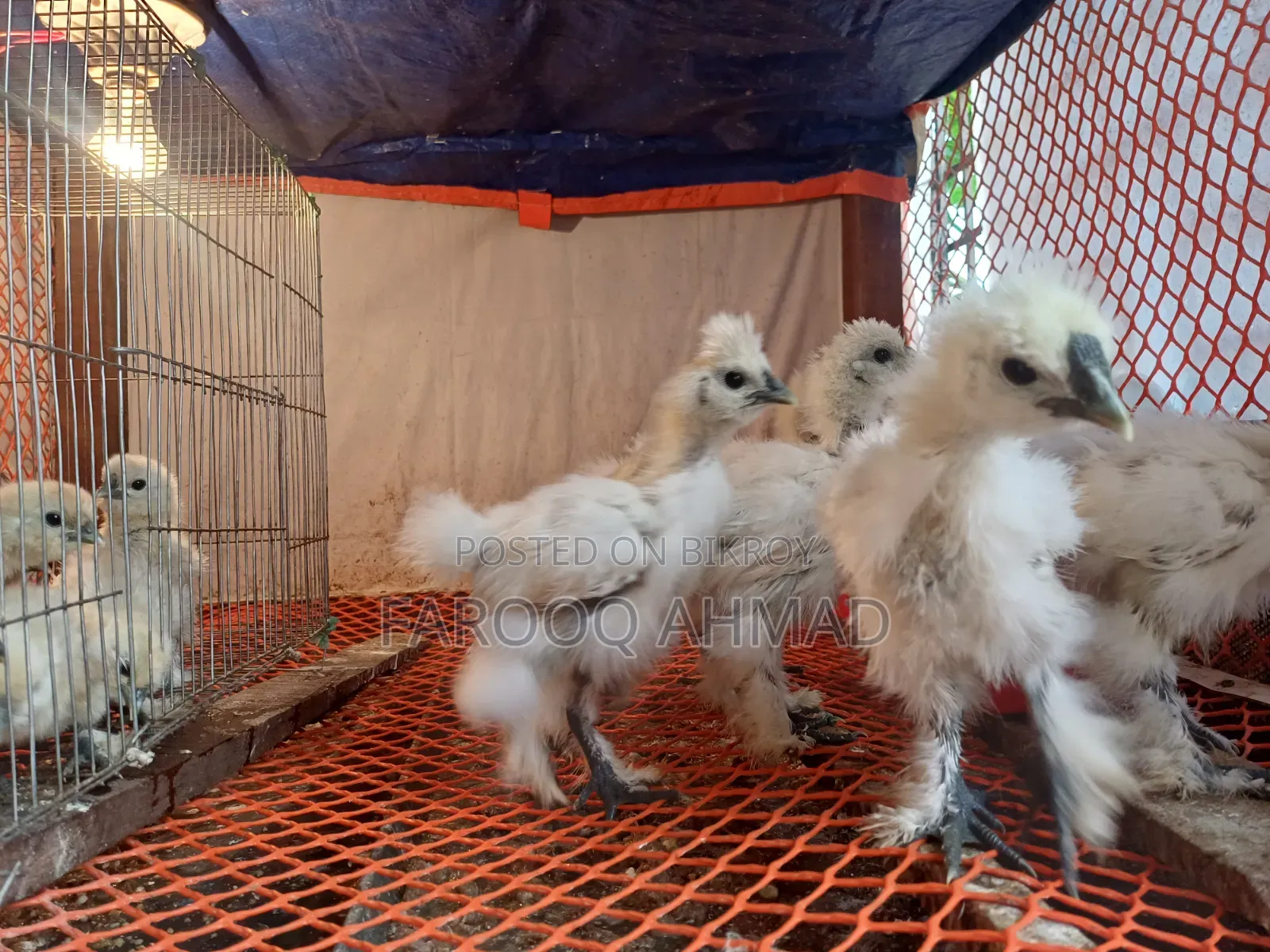 Silky Chicken