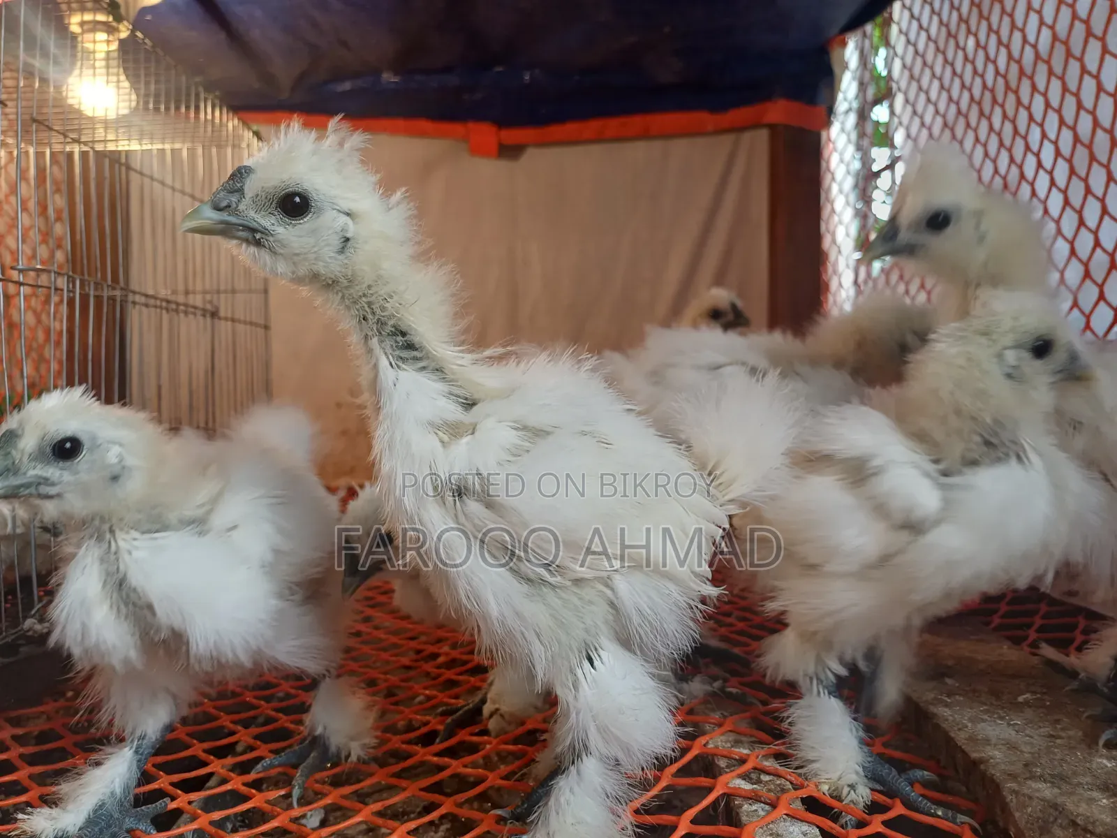 Silky Chicken
