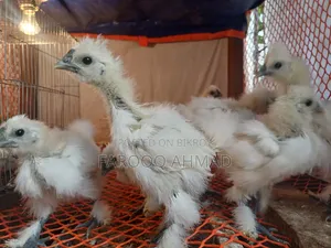 Silky Chicken