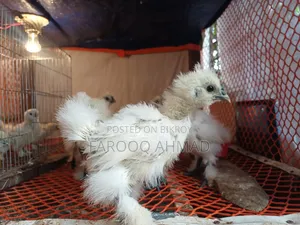 Silky Chicken