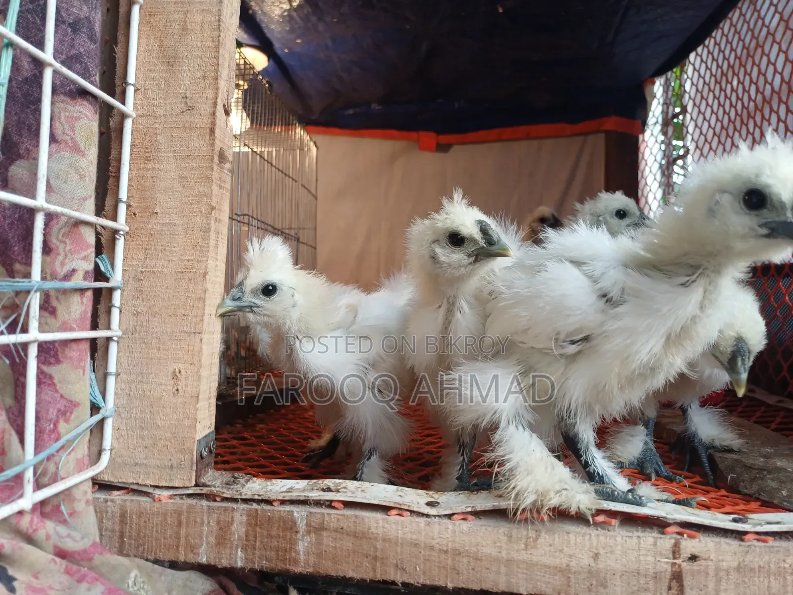 Silky Chicken
