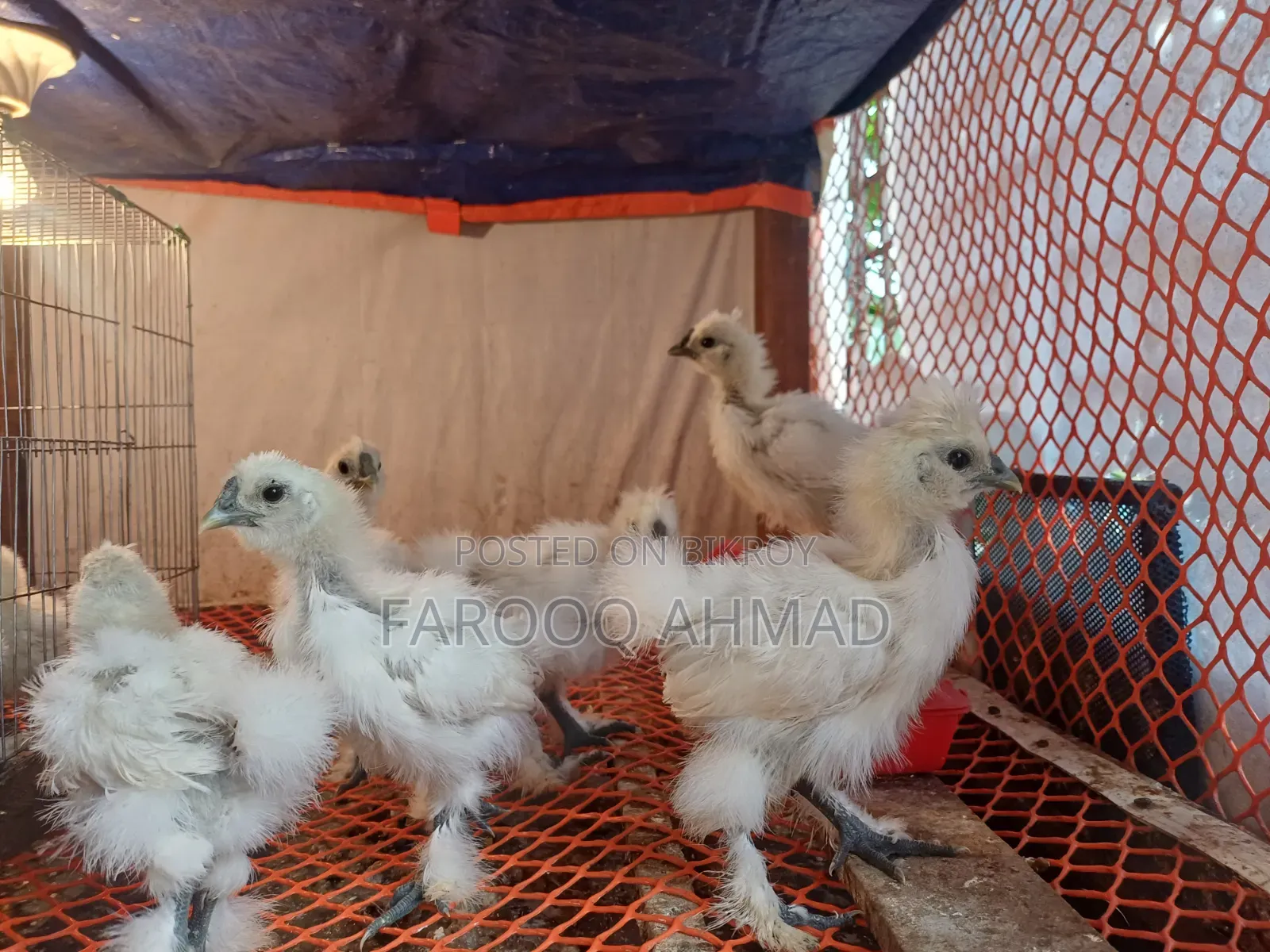 Silky Chicken