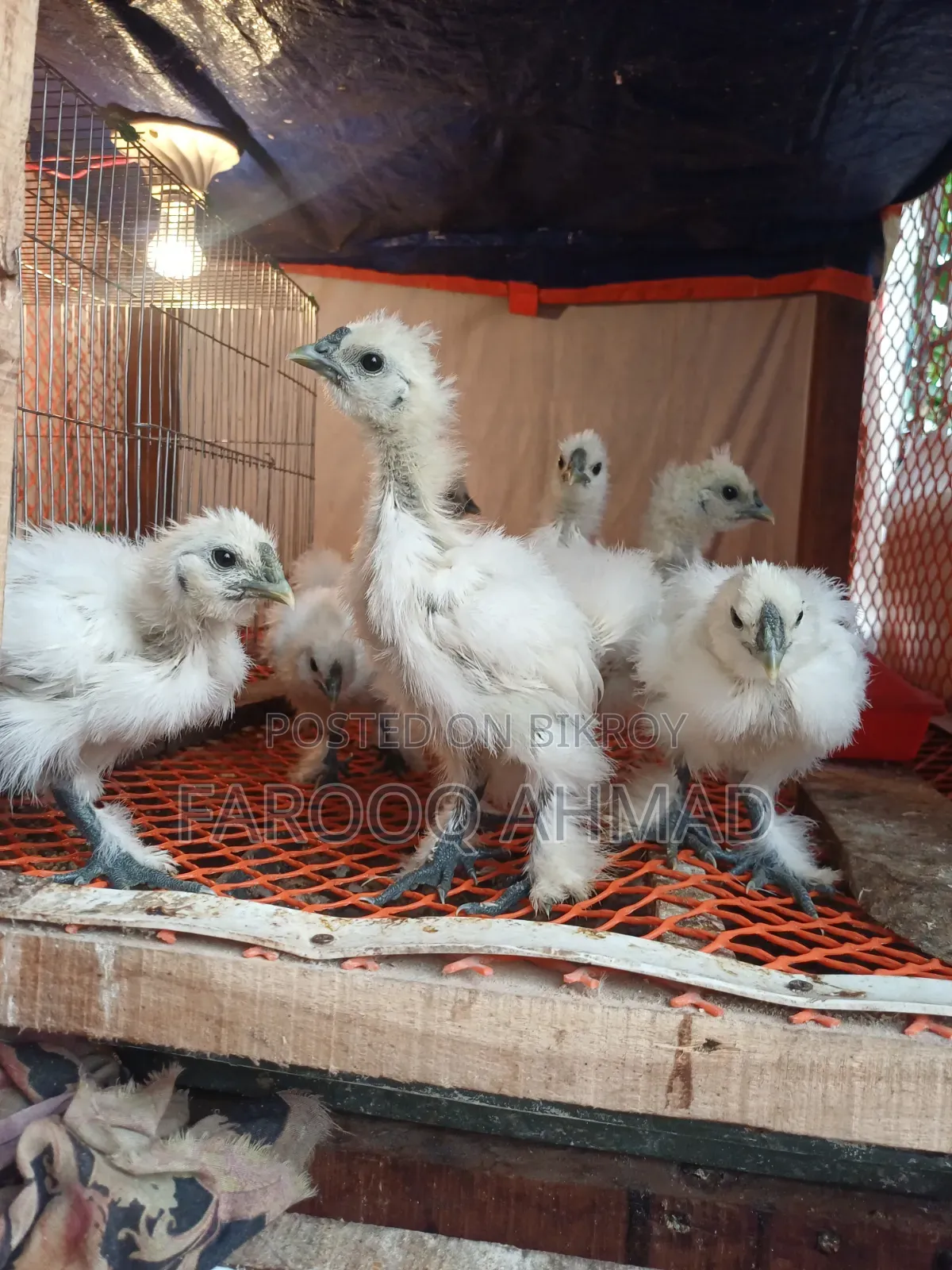 Silky Chicken