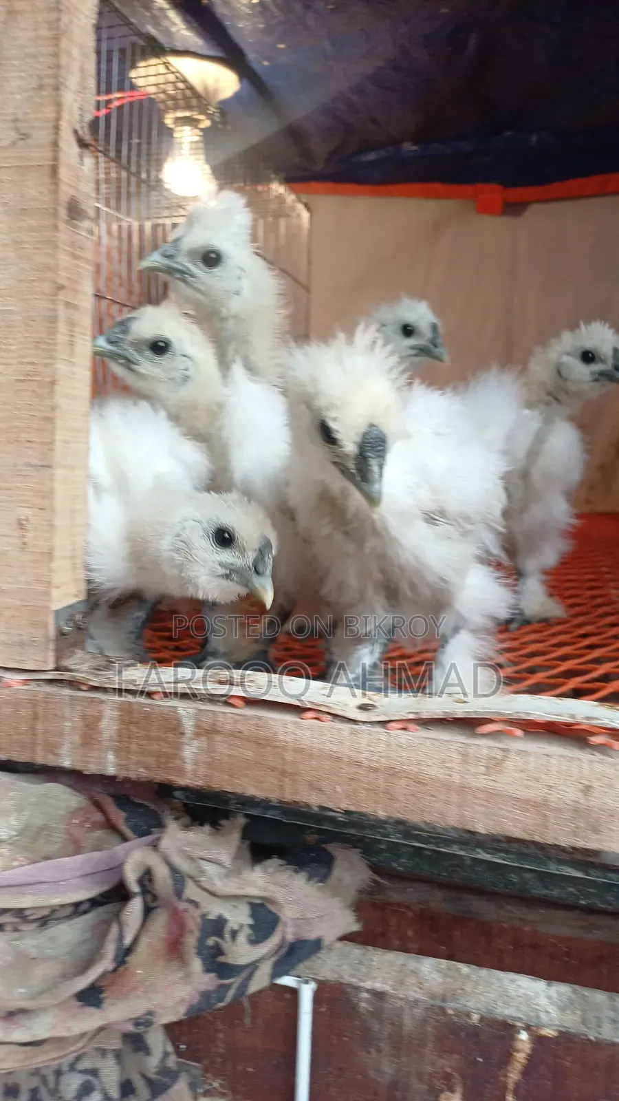 Silky Chicken
