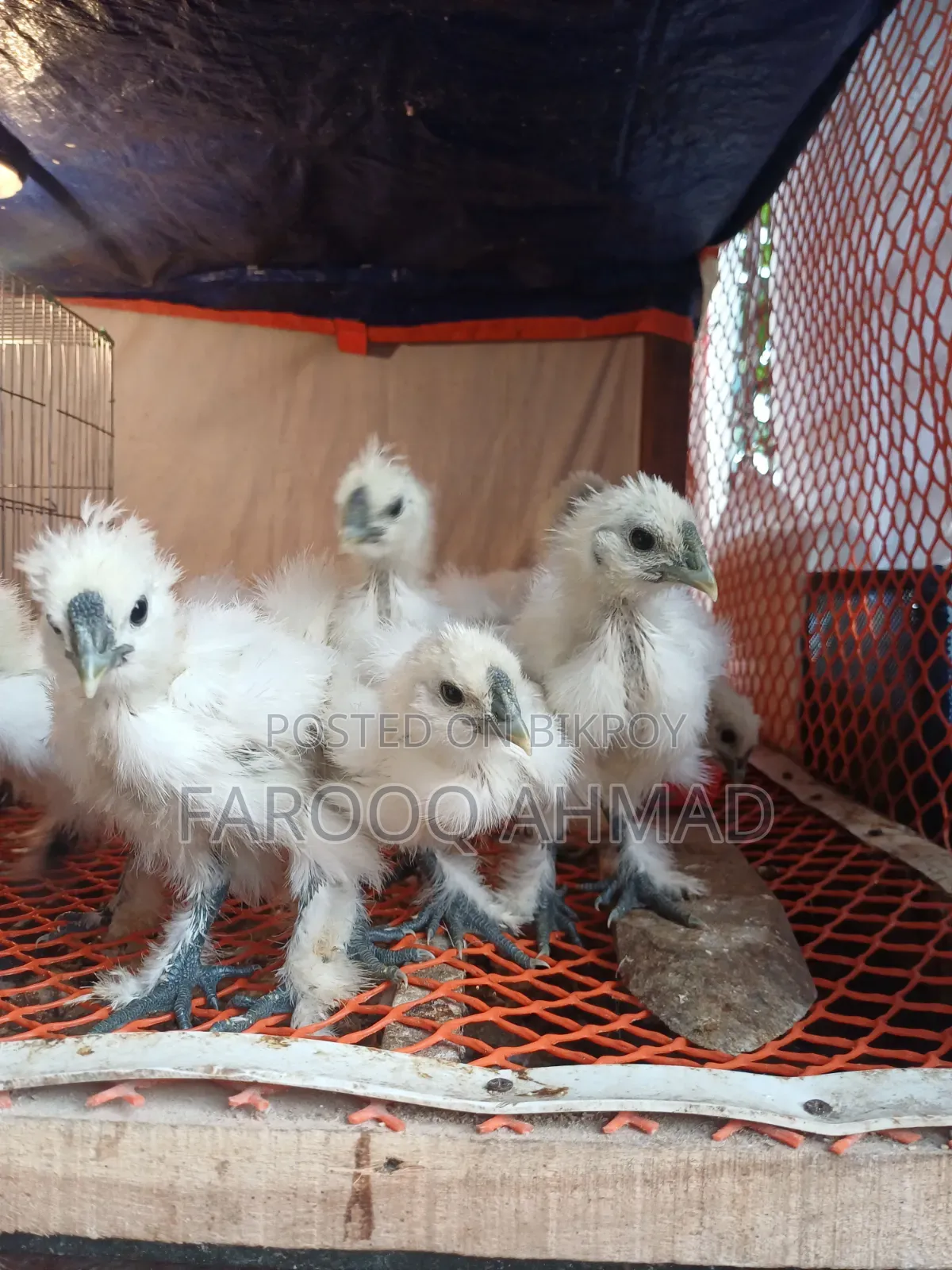 Silky Chicken