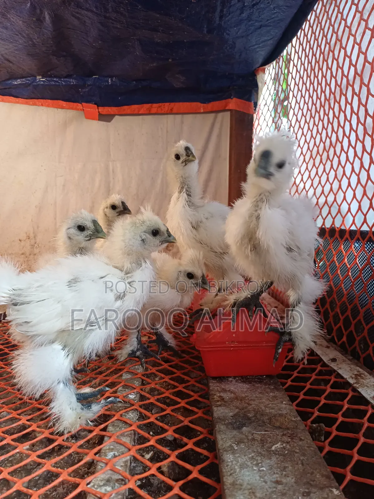Silky Chicken