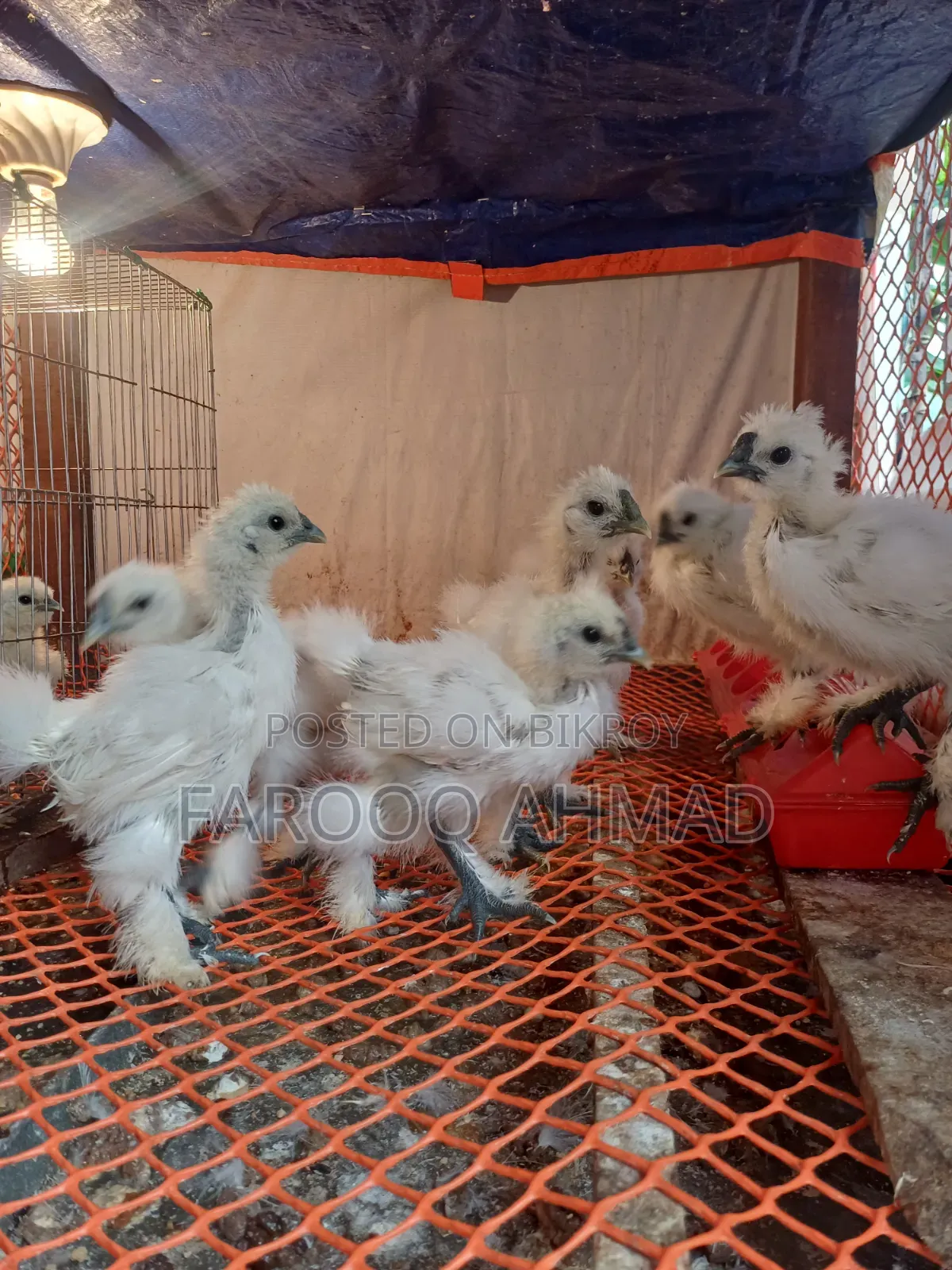 Silky Chicken