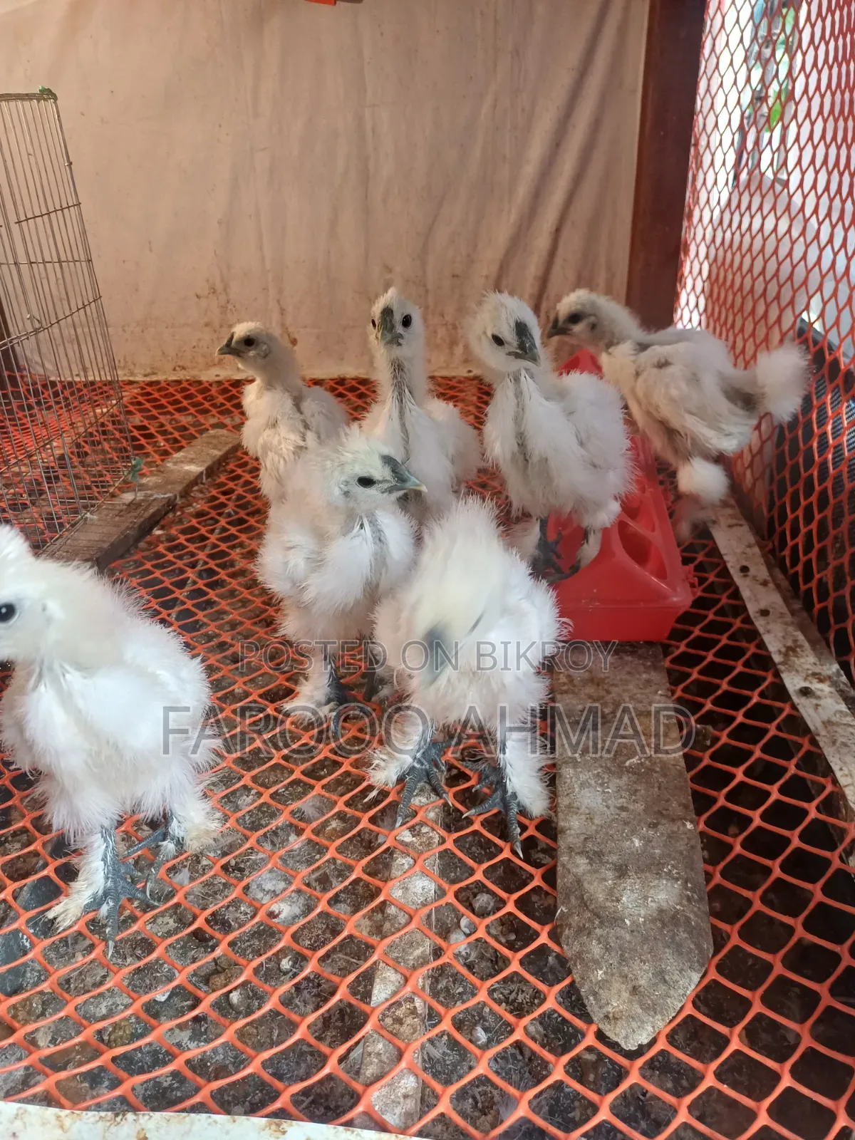 Silky Chicken
