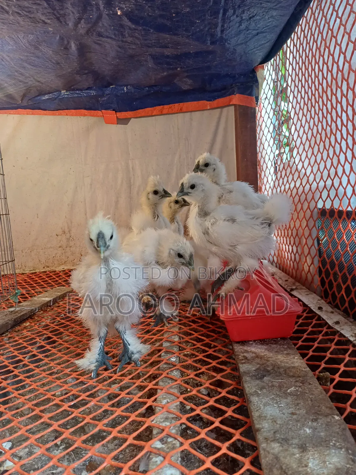 Silky Chicken