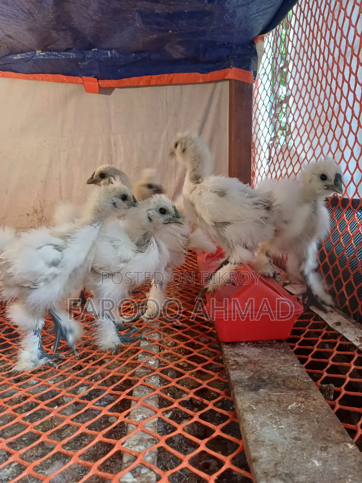 Silky Chicken