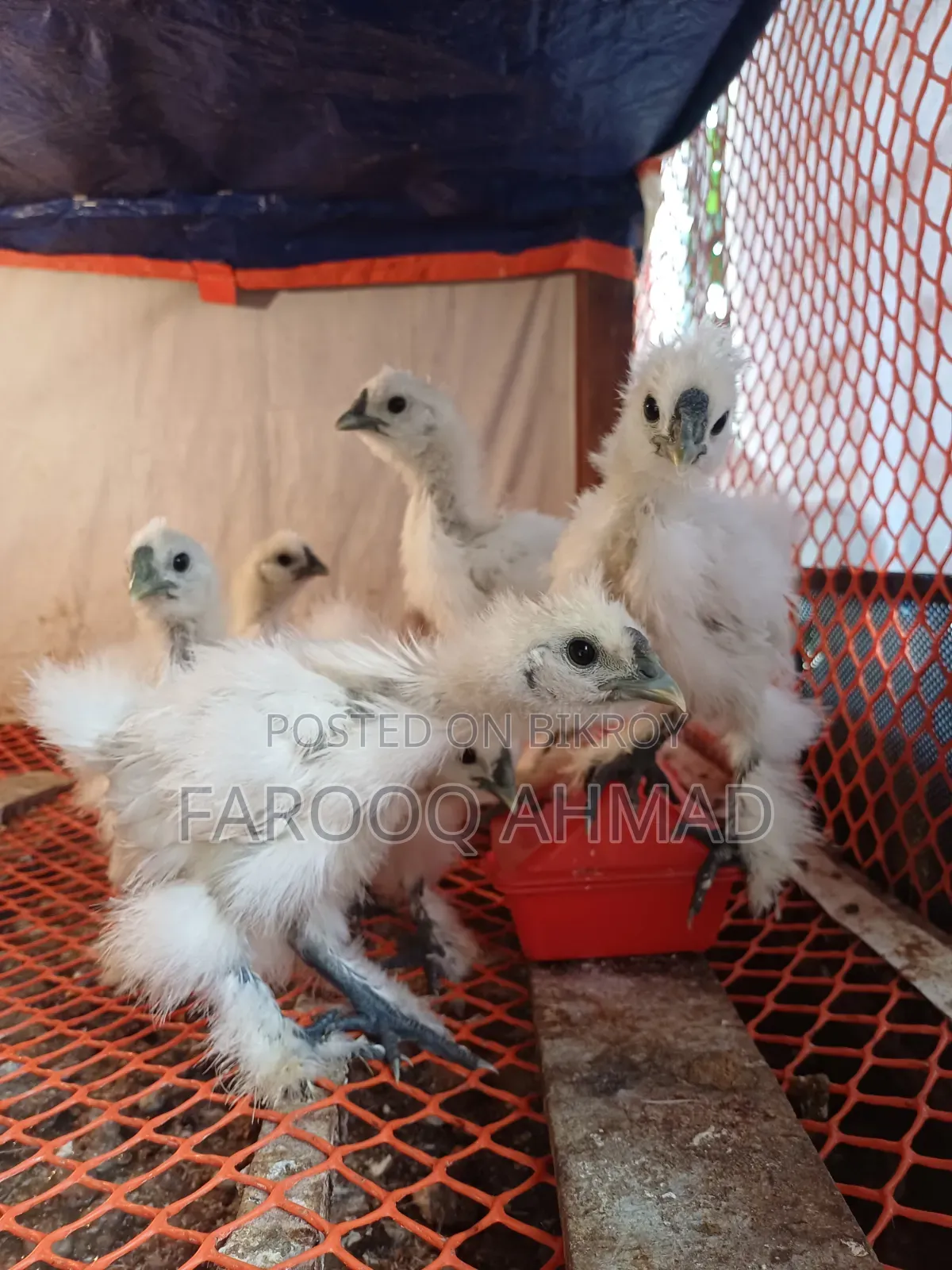 Silky Chicken