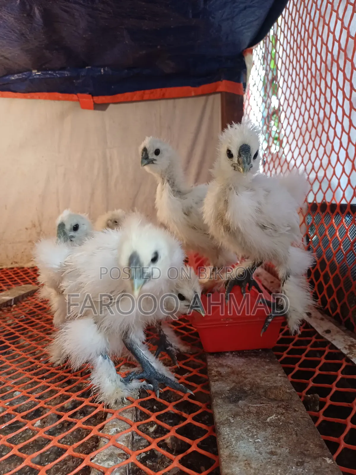Silky Chicken