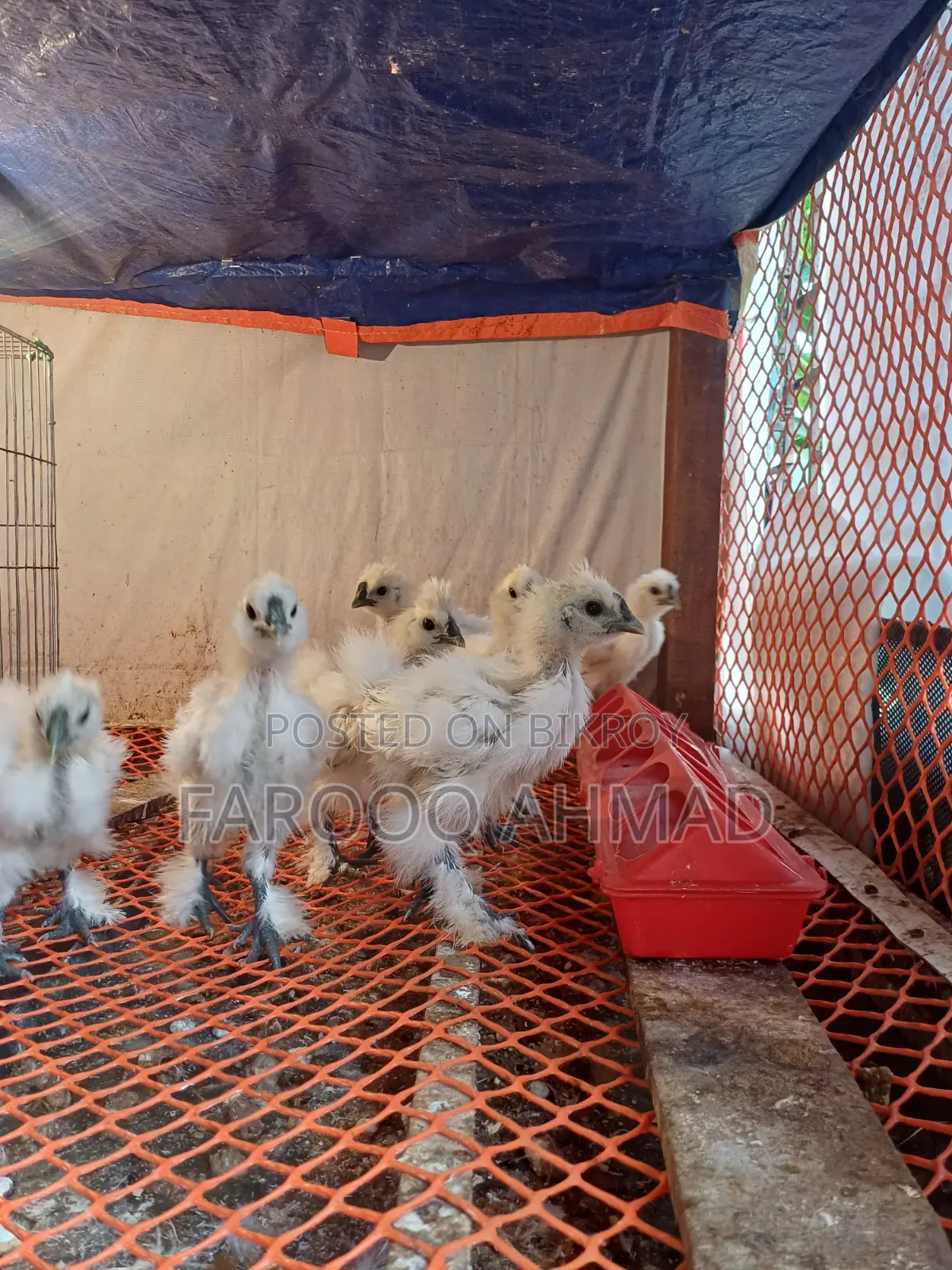 Silky Chicken