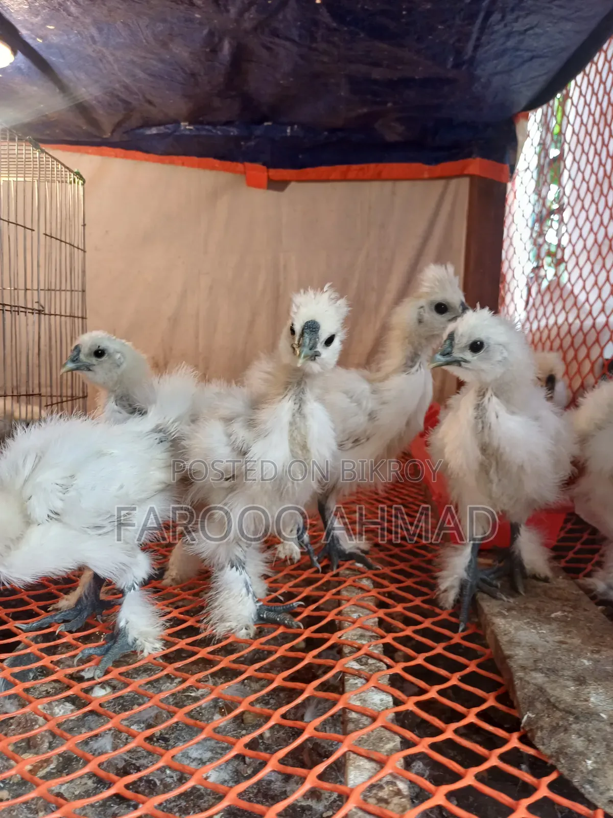 Silky Chicken