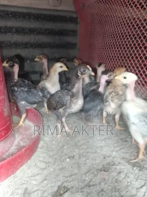 Chickens for Sale