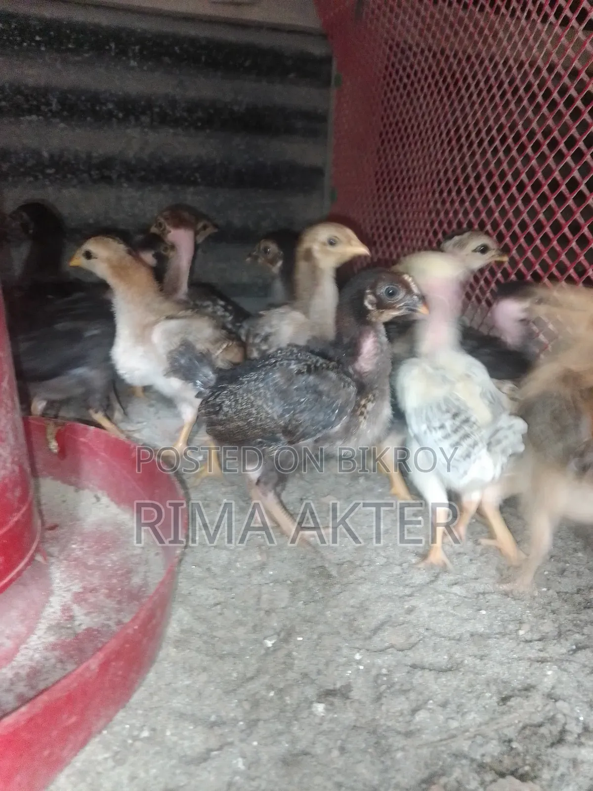 Chickens for Sale