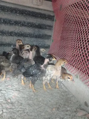 Chickens for Sale